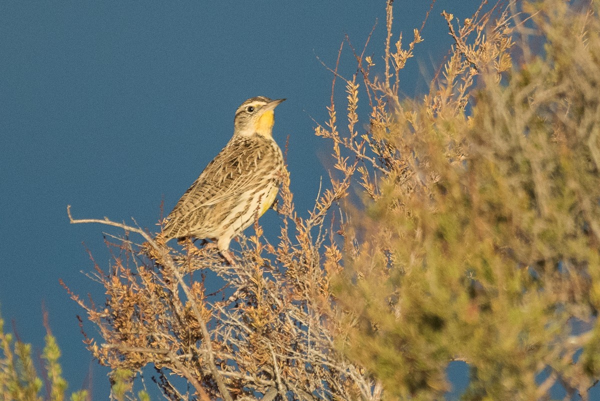 Western Meadowlark - ML74001661