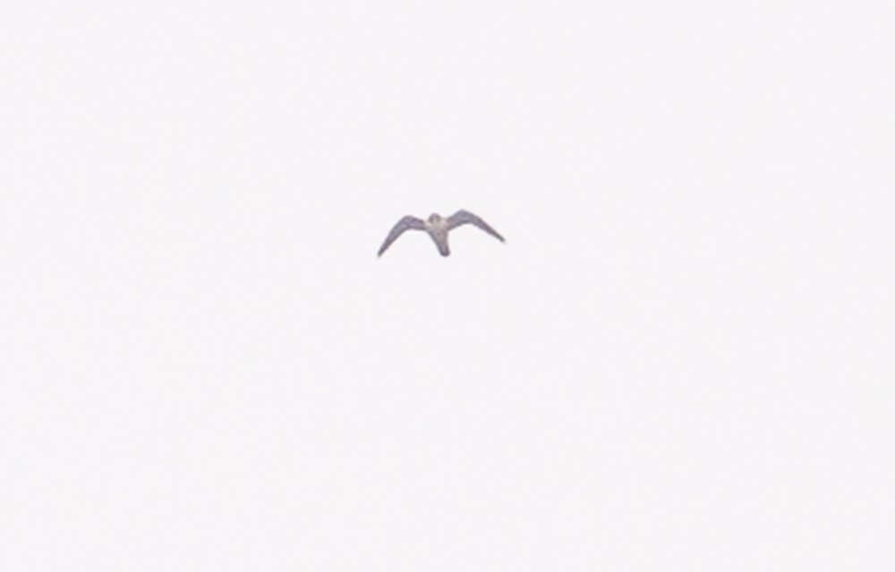 Эгэл шонхор - ML74002081