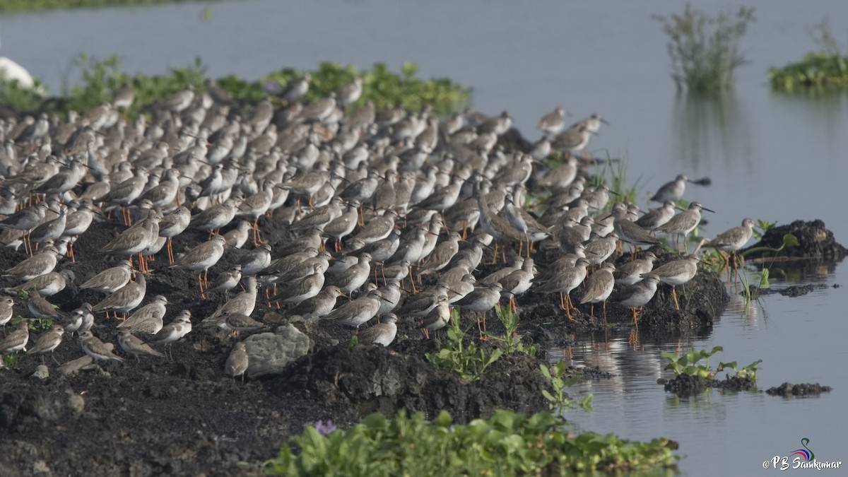 Common Redshank - ML74003881