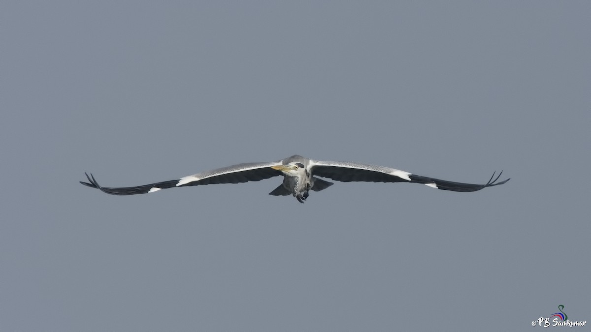 アオサギ - ML74003941