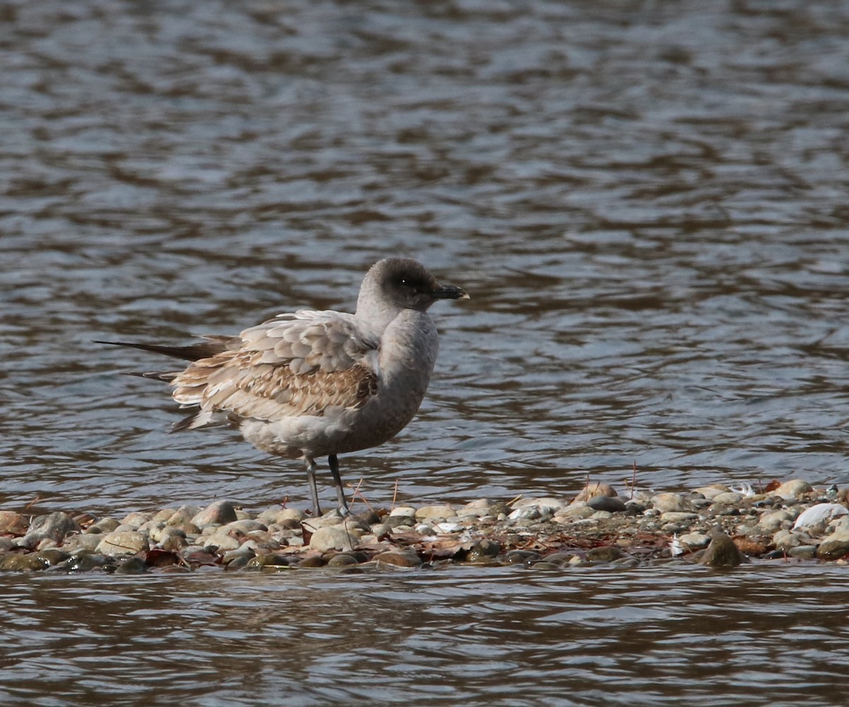 Ring-billed Gull - Gilles Falardeau