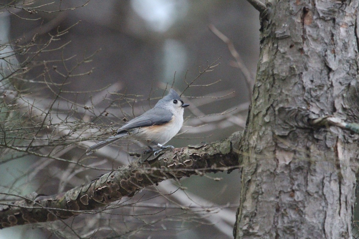 Tufted Titmouse - ML74004521