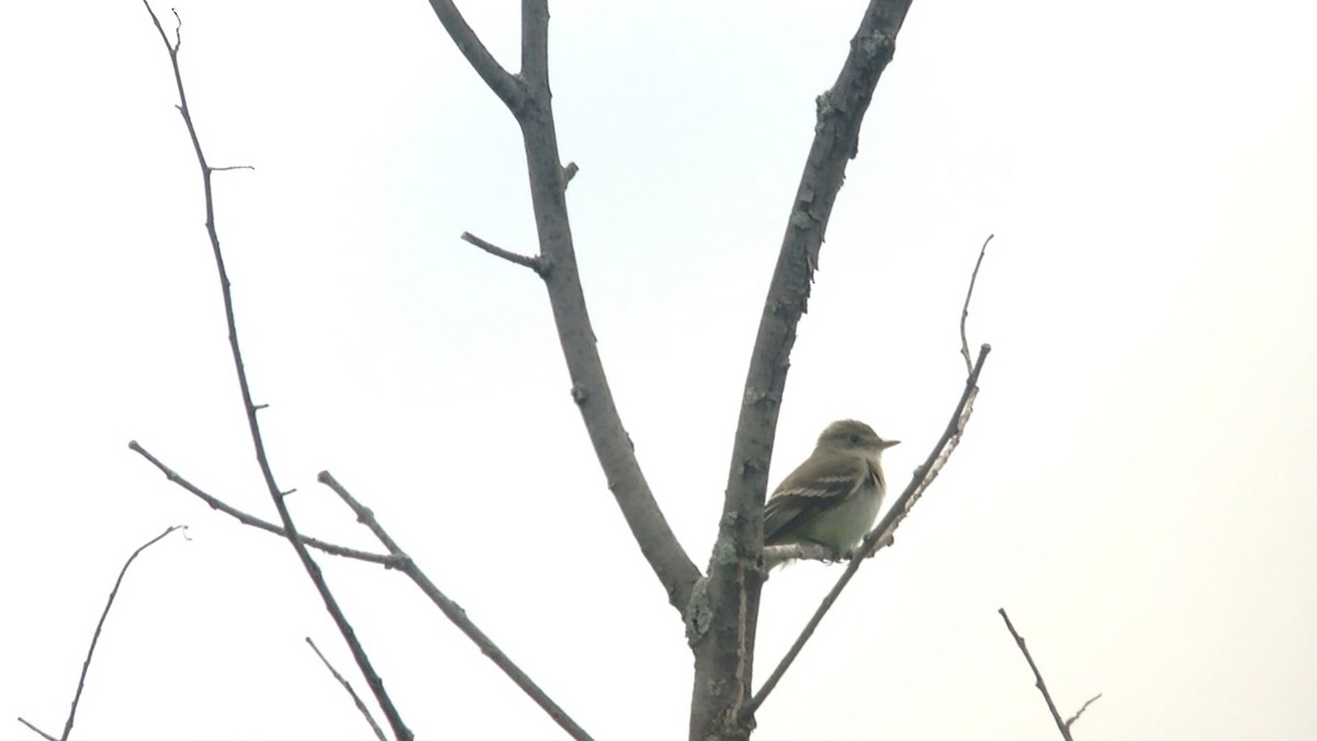 Alder Flycatcher - ML74005951