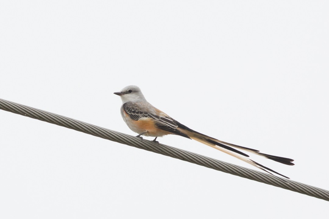 Scissor-tailed Flycatcher - Colton Robbins