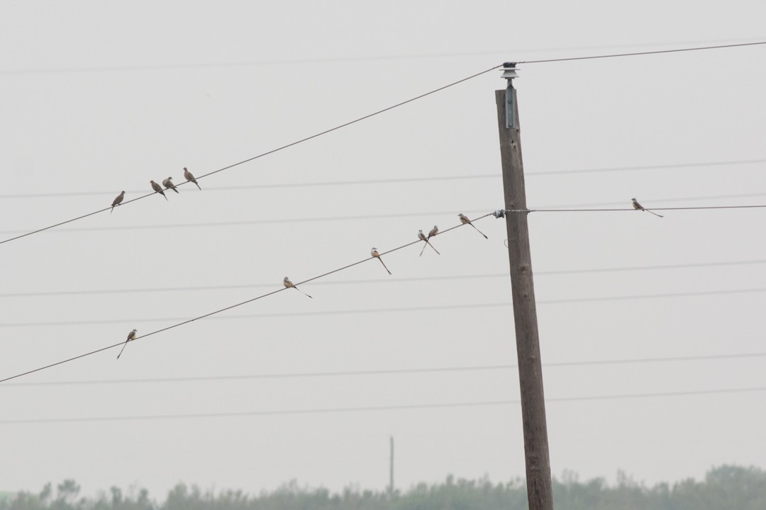 Scissor-tailed Flycatcher - ML74009161