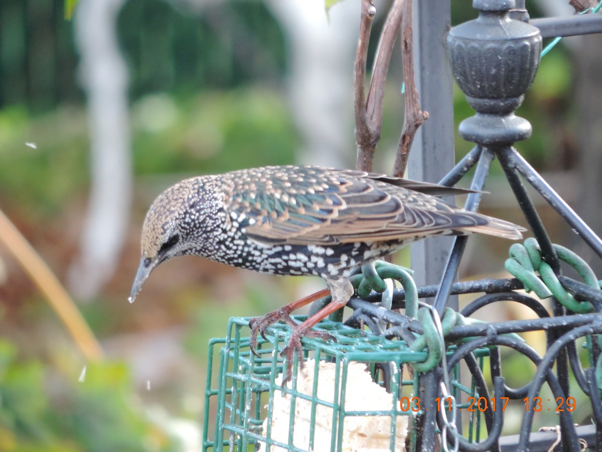 European Starling - ML74009551