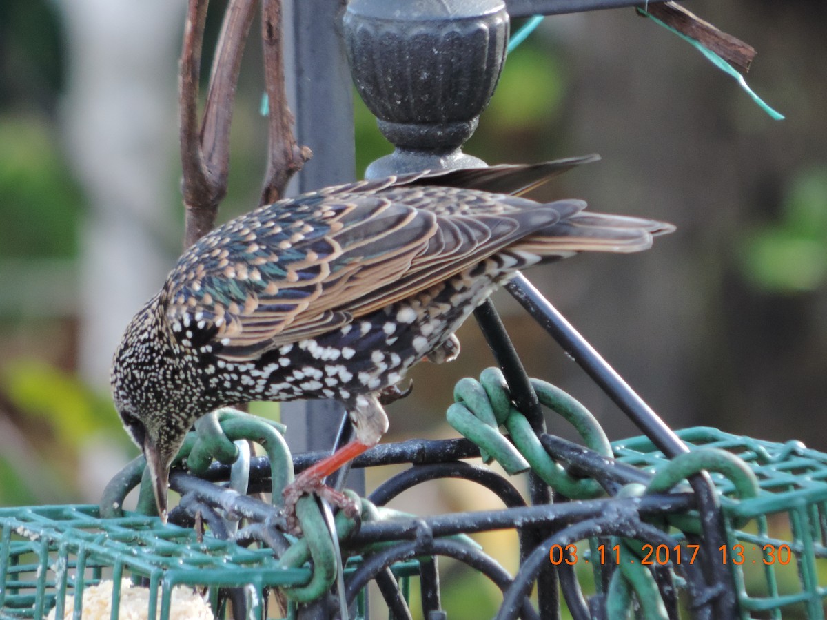 European Starling - ML74009611