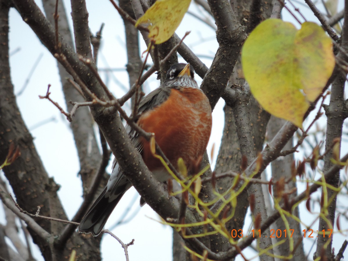 American Robin - ML74009691