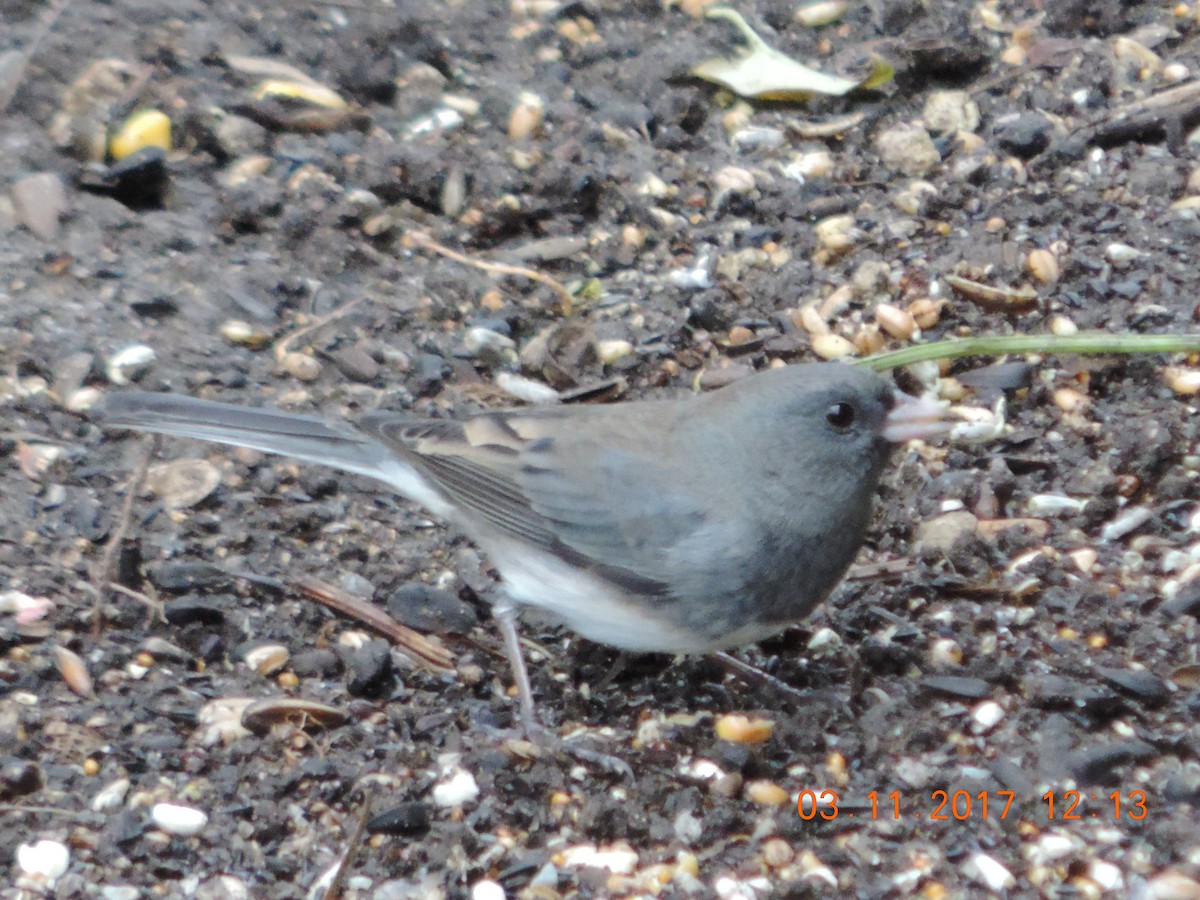 Dark-eyed Junco - ML74009941