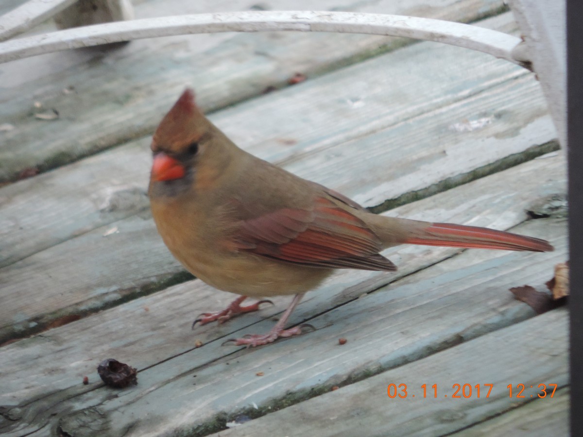 Cardinal rouge - ML74010151