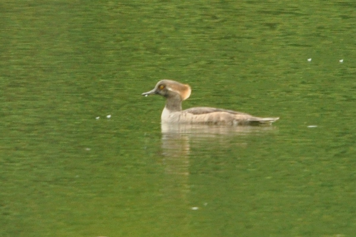 Hooded Merganser - ML74010501