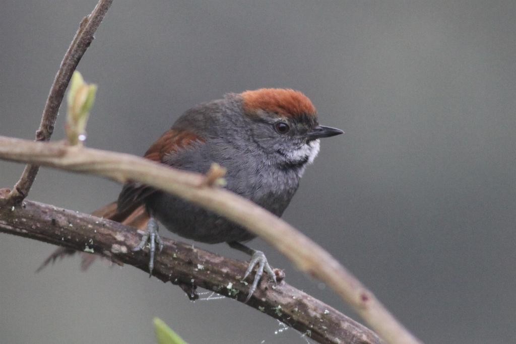 Mantaro Spinetail (undescribed form) - Ian Davies