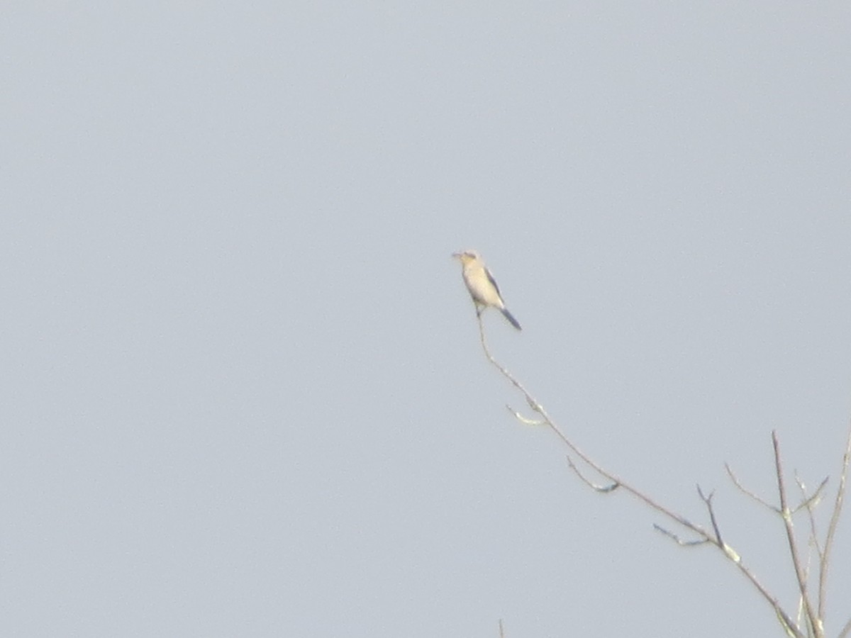 Northern Shrike - Alan Boyd