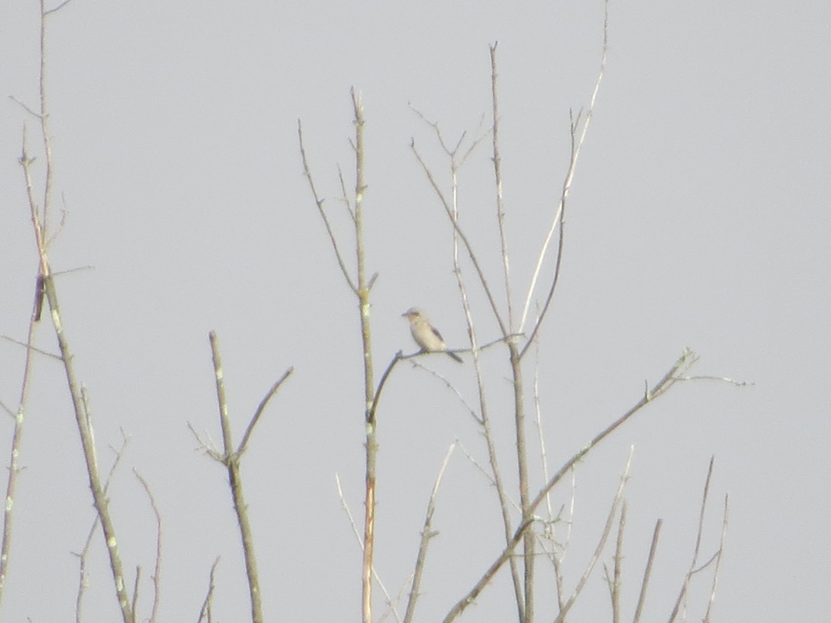 Northern Shrike - Alan Boyd