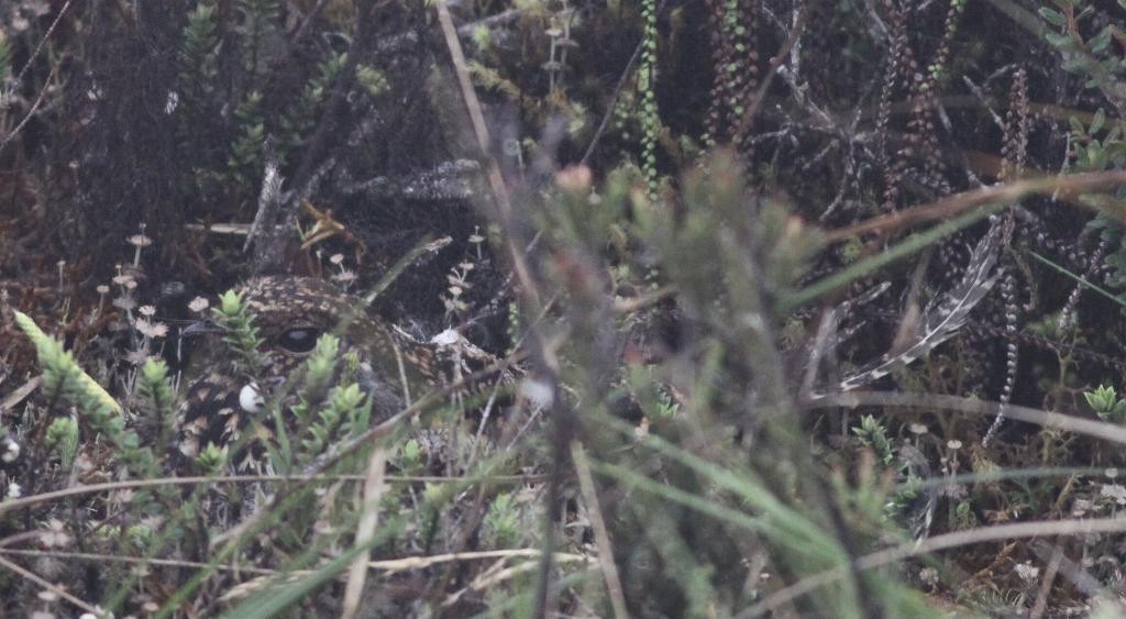 Swallow-tailed Nightjar - ML74015331