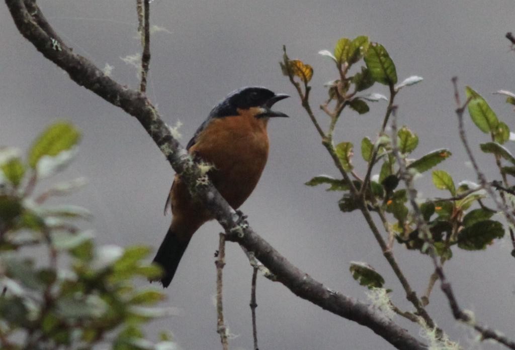 Tangara Ventricastaña - ML74015411