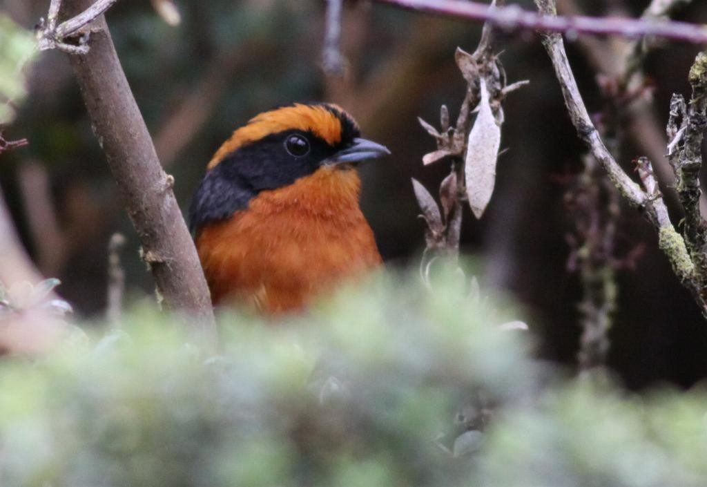 Rufous-browed Hemispingus - ML74015461