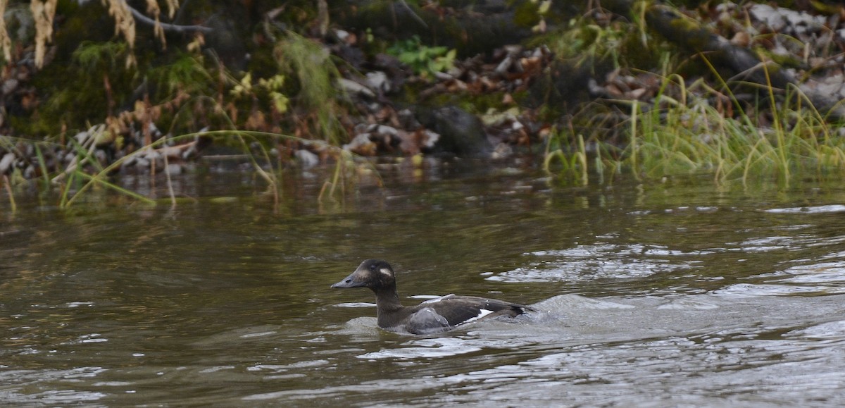 White-winged Scoter - ML74015971