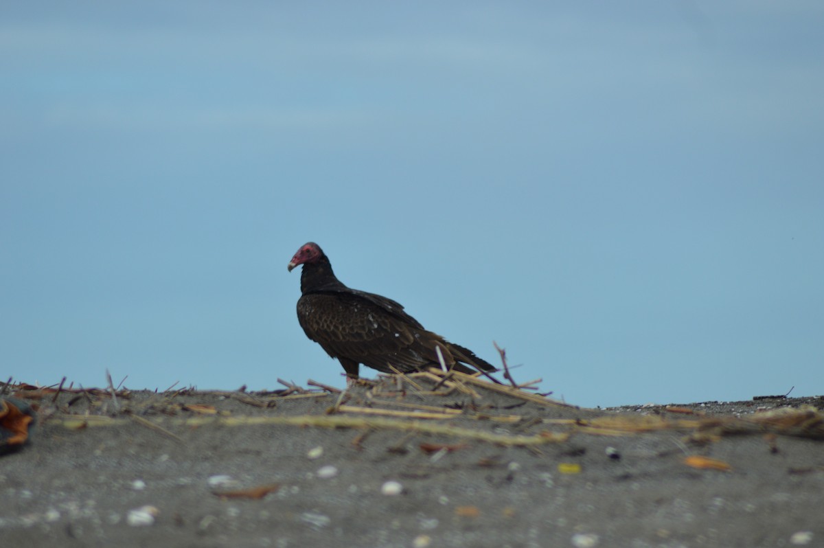 Urubu à tête rouge - ML74016781