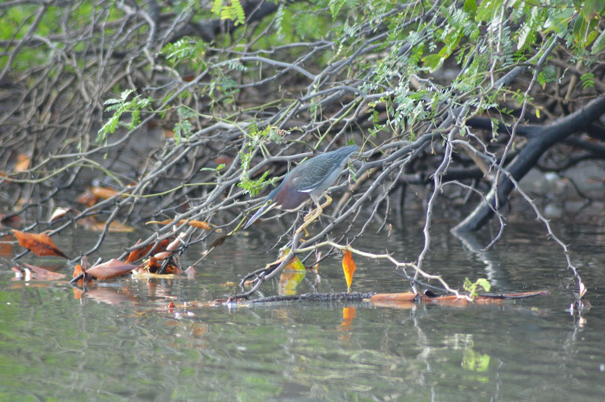 Green Heron - ML74017161