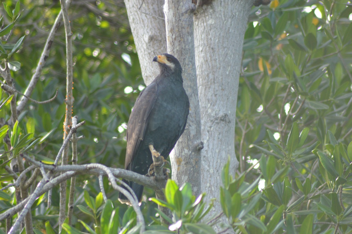 Common Black Hawk - ML74018051