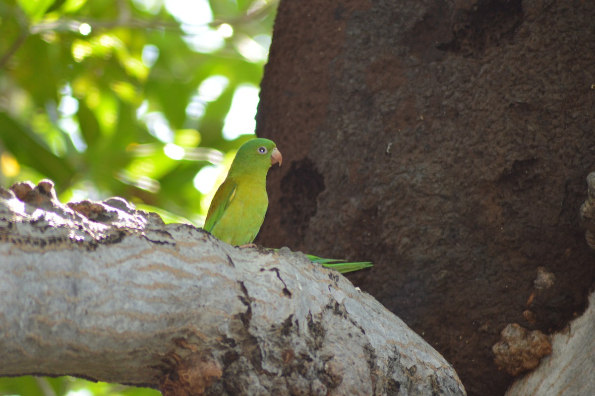 Orange-chinned Parakeet - ML74018151