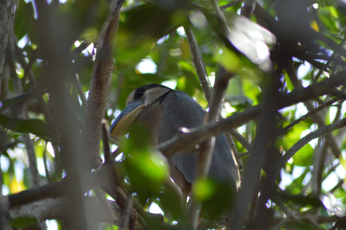 Boat-billed Heron - ML74018221