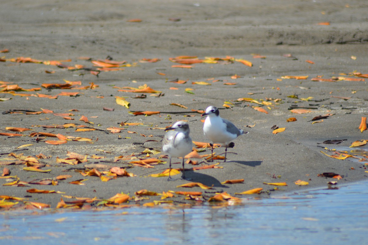 Gaviota Guanaguanare - ML74018451