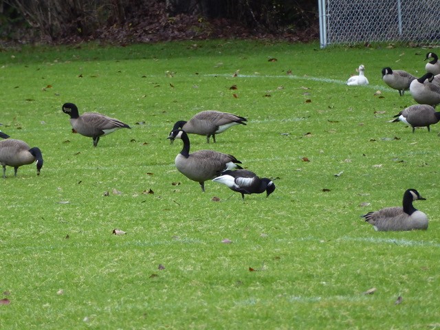 Brant - ML74019431