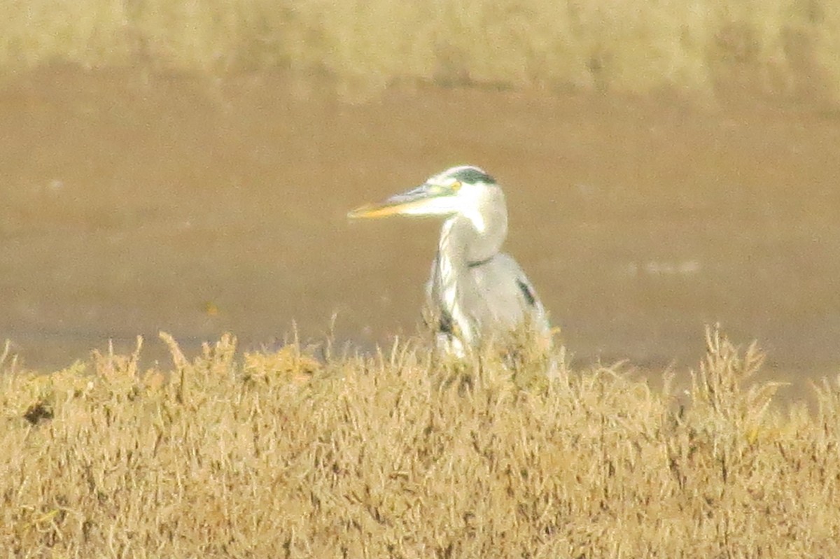 Great Blue Heron - Mujeres Con Alas