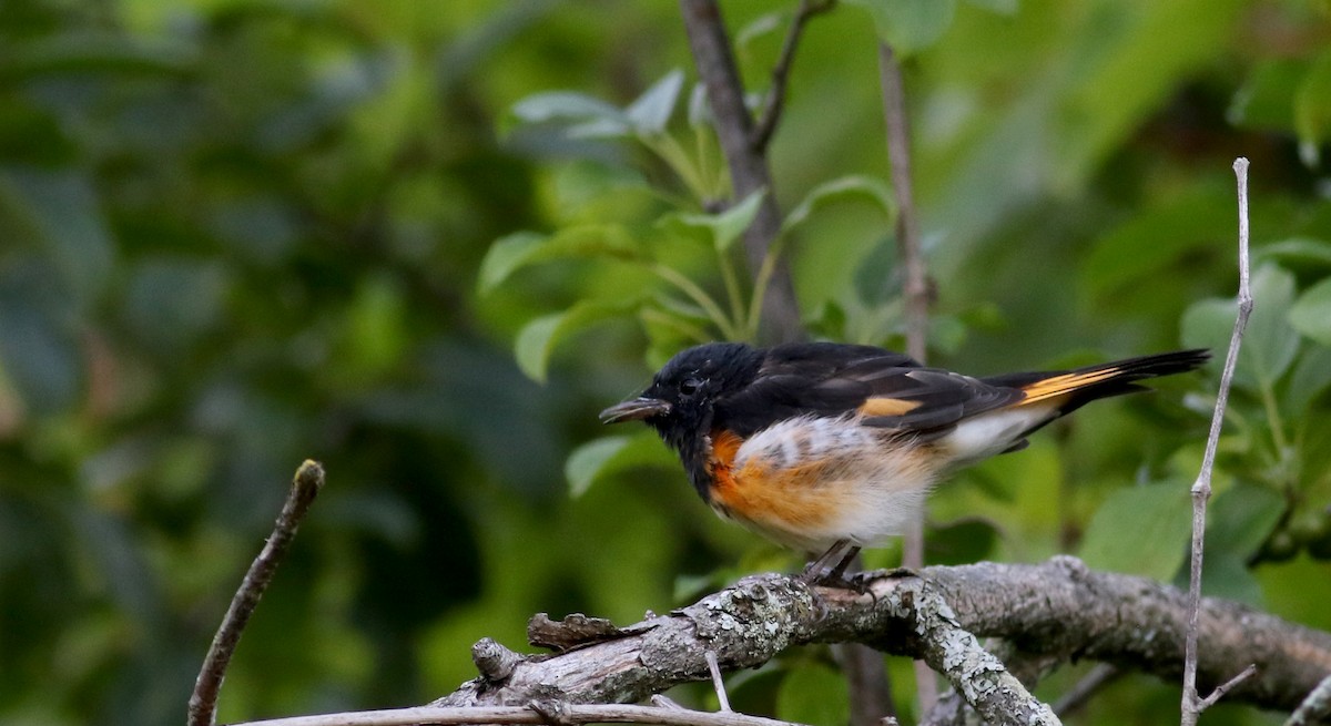 American Redstart - ML74021351