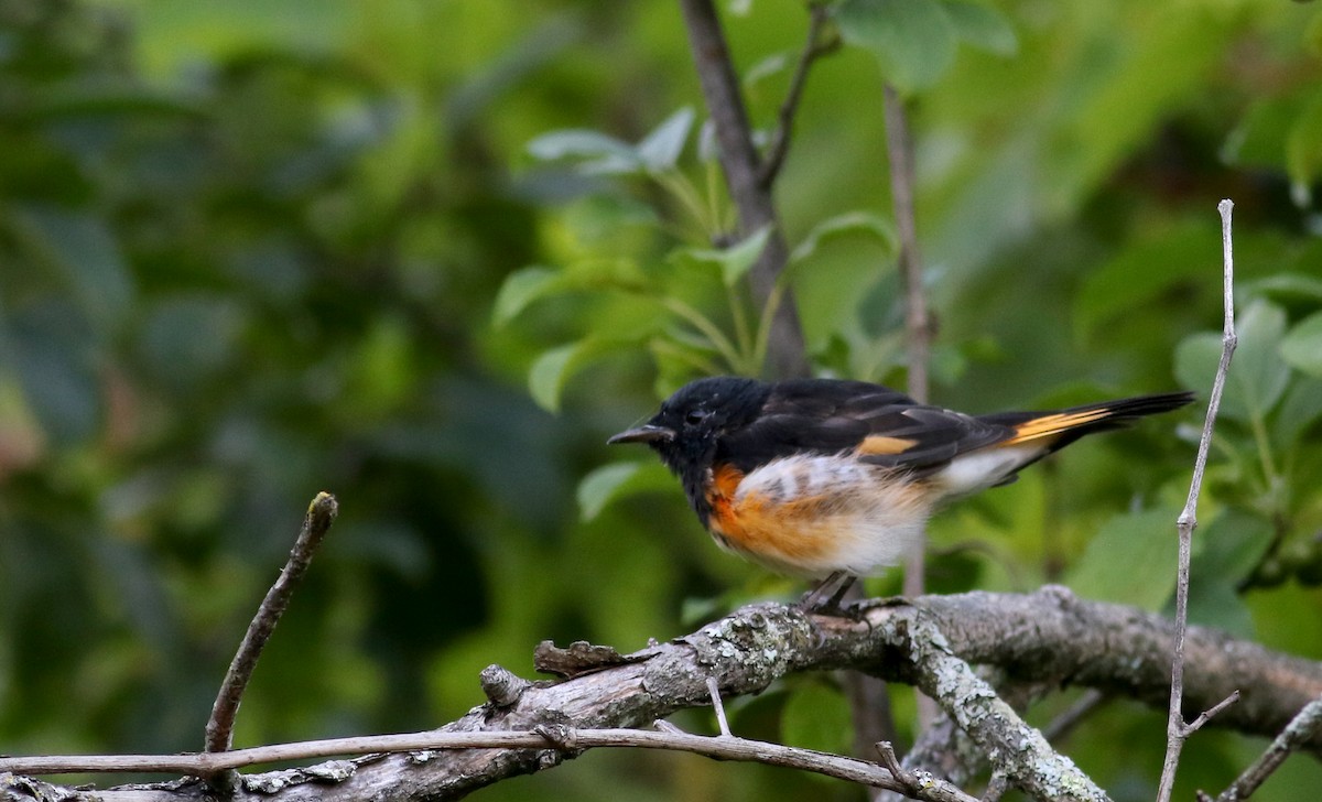 American Redstart - ML74021371