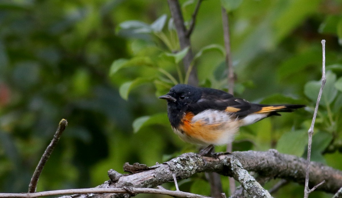 American Redstart - ML74021401