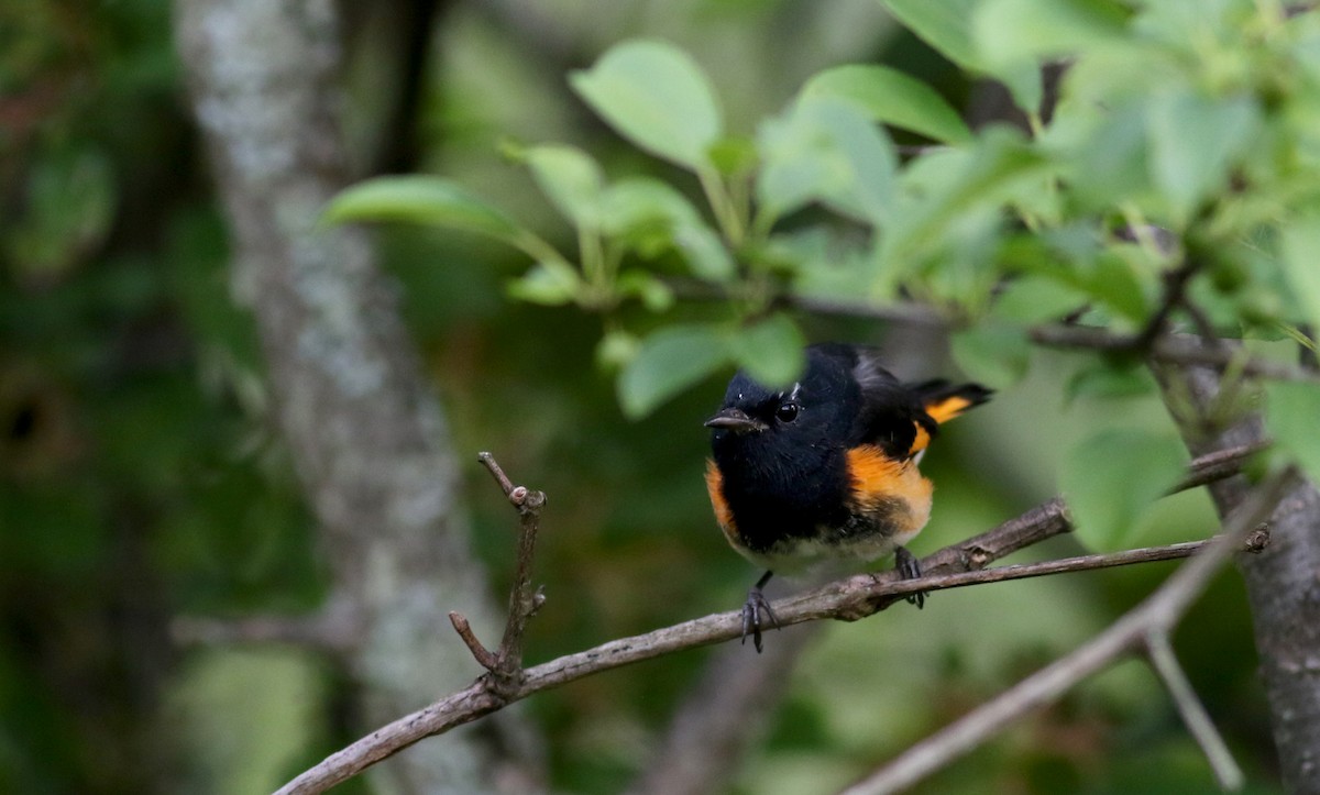 American Redstart - ML74021461