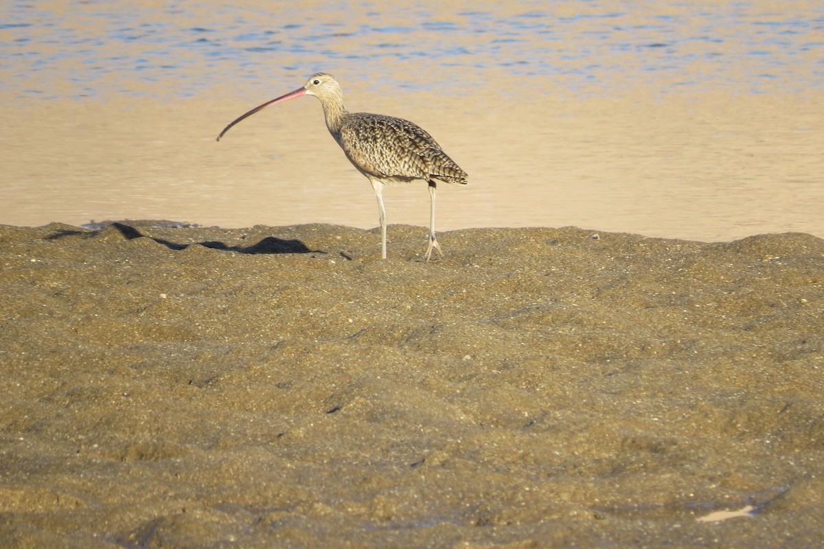 Long-billed Curlew - ML74021781