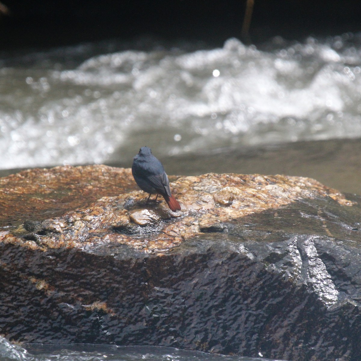 Plumbeous Redstart - Doug Kibbe