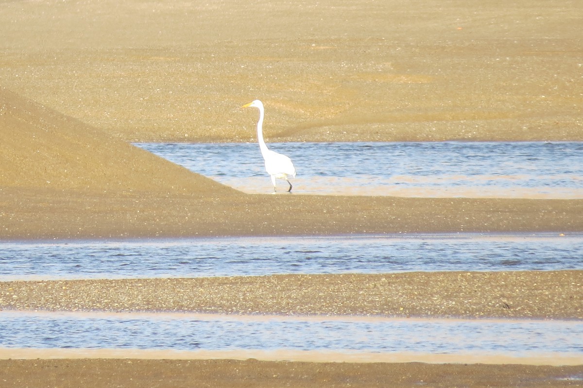 Great Egret - ML74021911