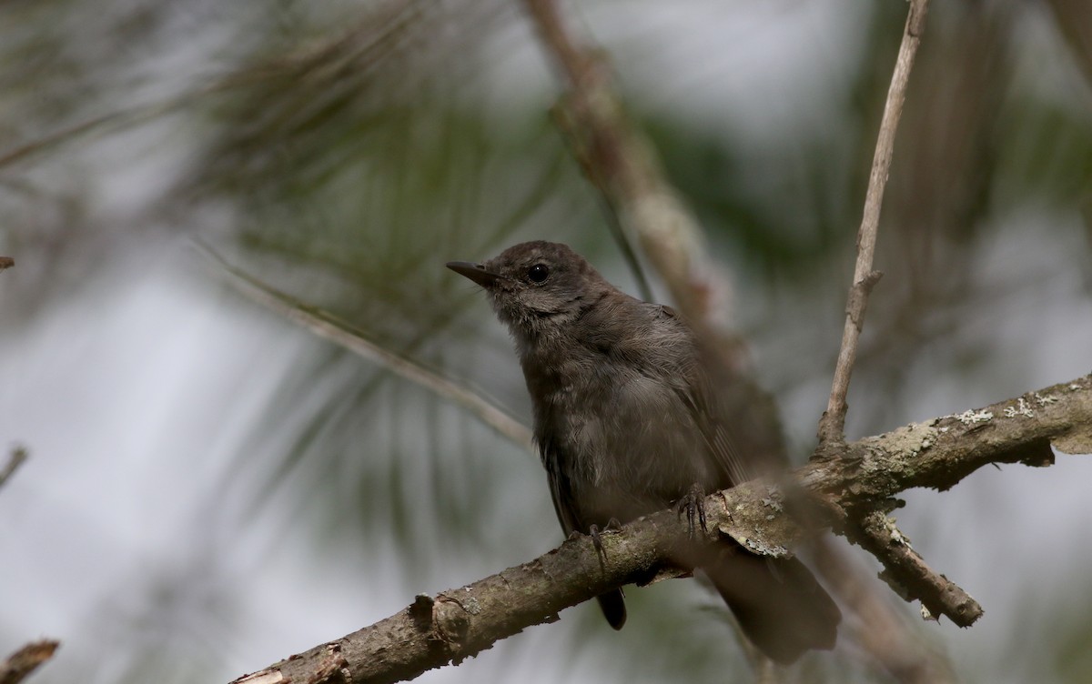 Кошачий пересмешник - ML74022301