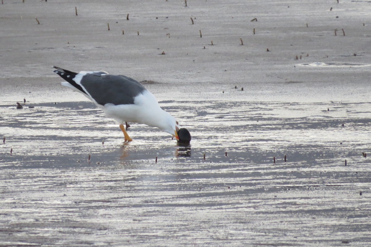 Yellow-footed Gull - ML74023481