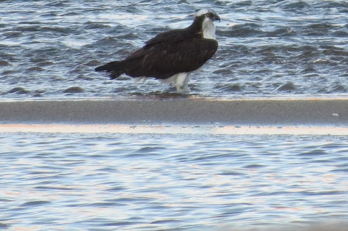 Balbuzard pêcheur - ML74023701