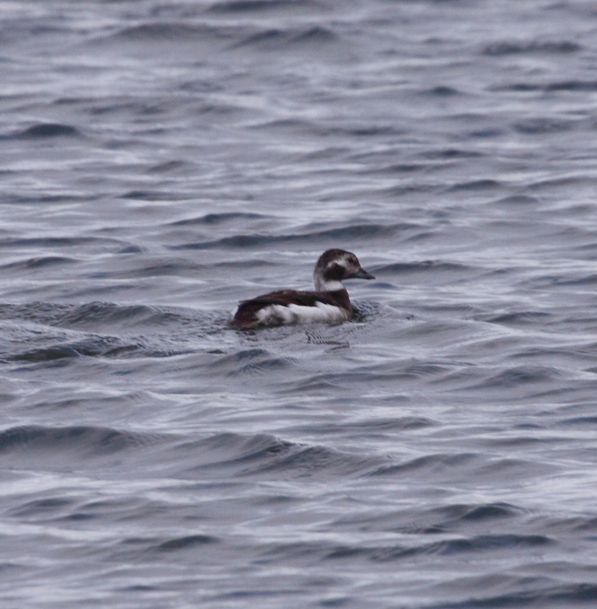 Long-tailed Duck - ML74025001