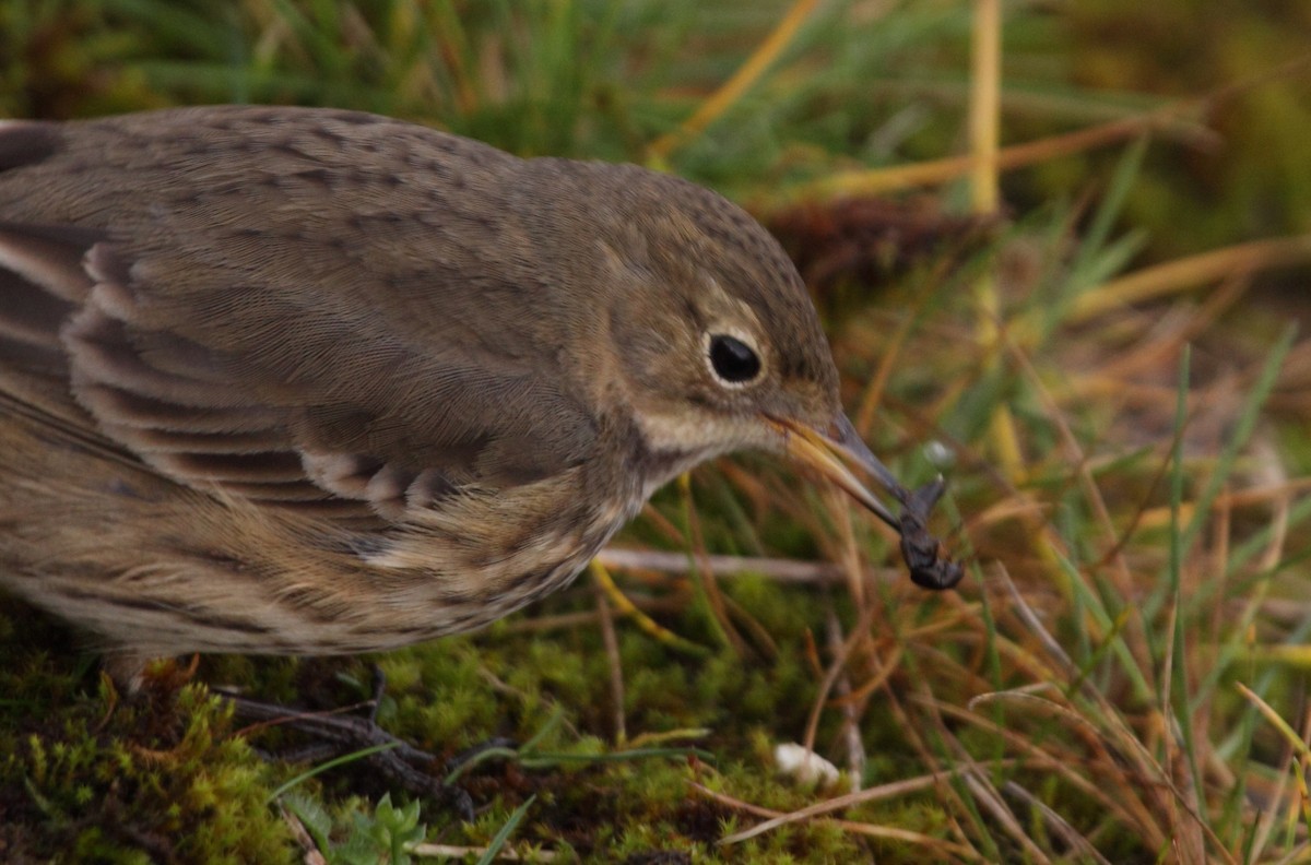 American Pipit - ML74025461