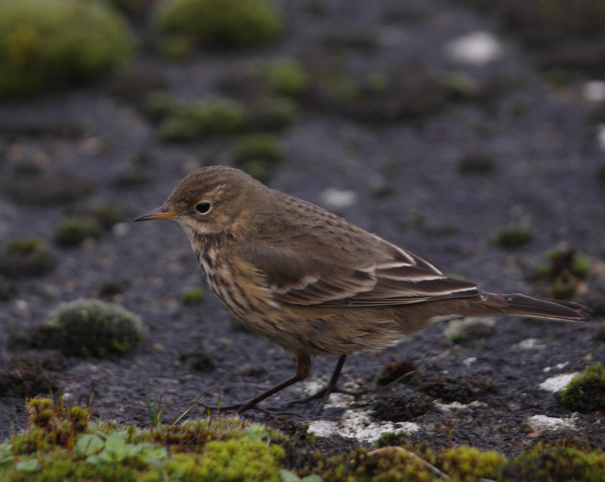 American Pipit - ML74025721