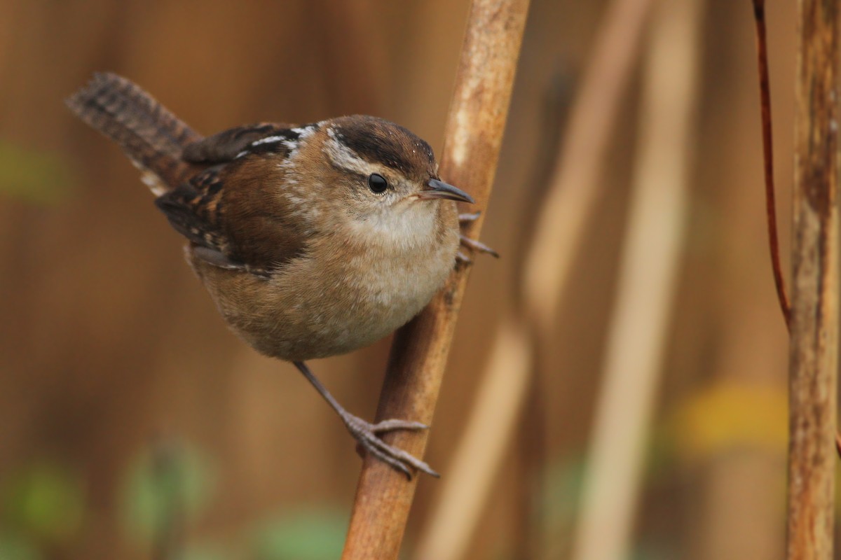 Marsh Wren - ML74026131