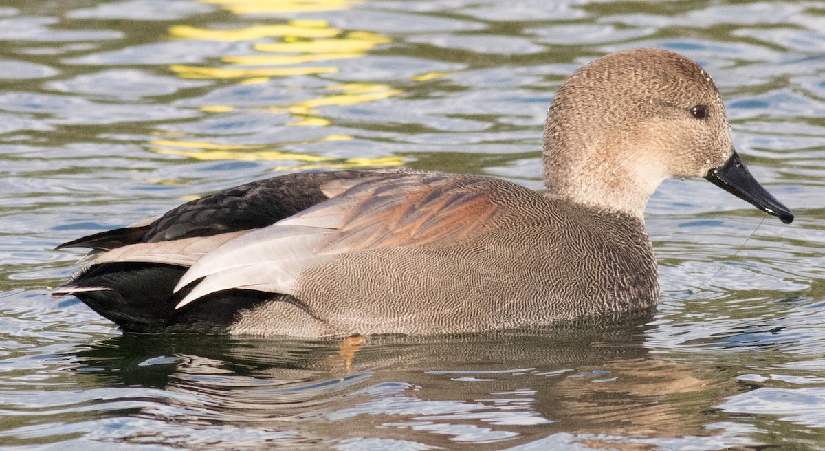 Gadwall - ML74027261