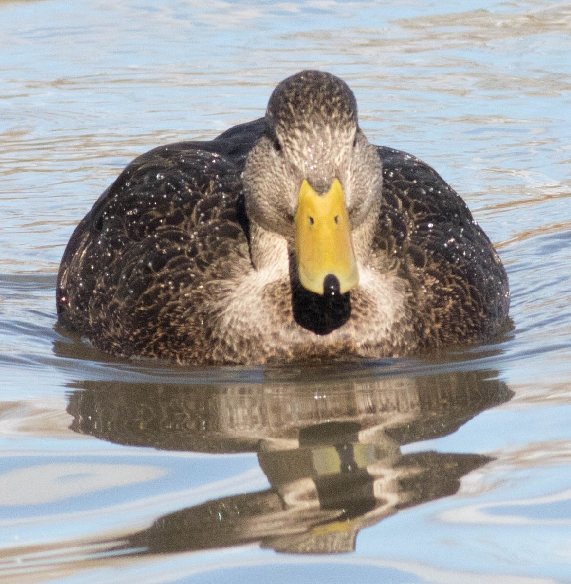 American Black Duck - ML74027331