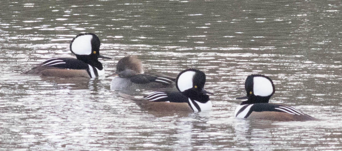 Hooded Merganser - ML74027411