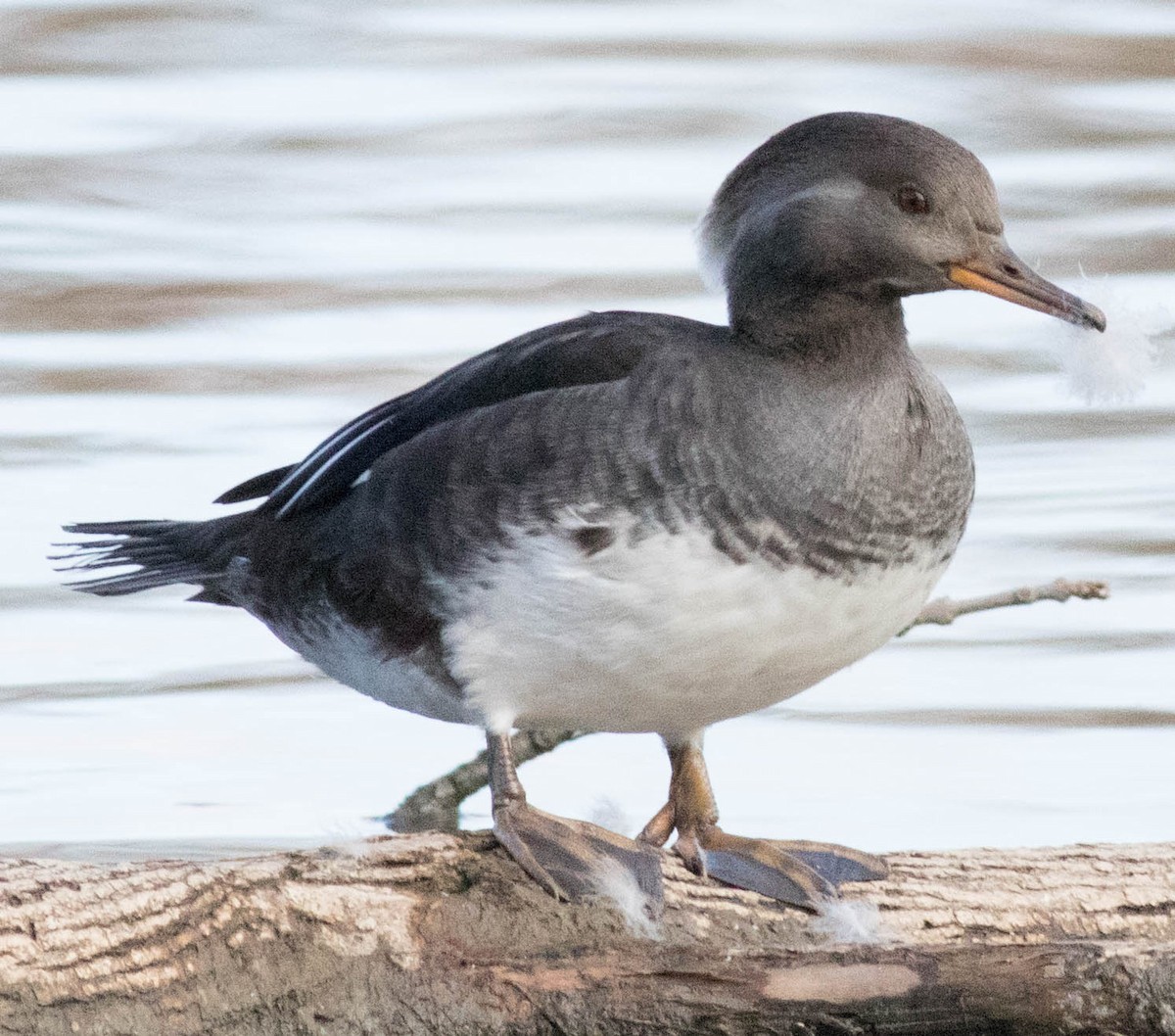 Hooded Merganser - ML74027421