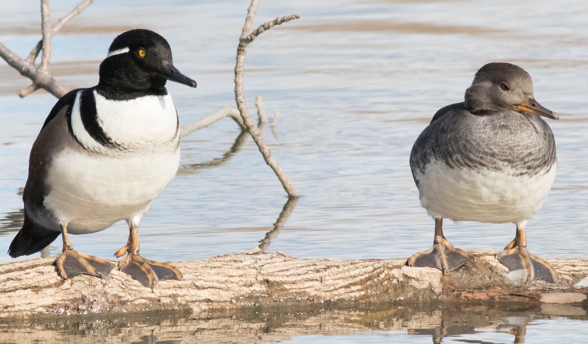 Hooded Merganser - ML74027431