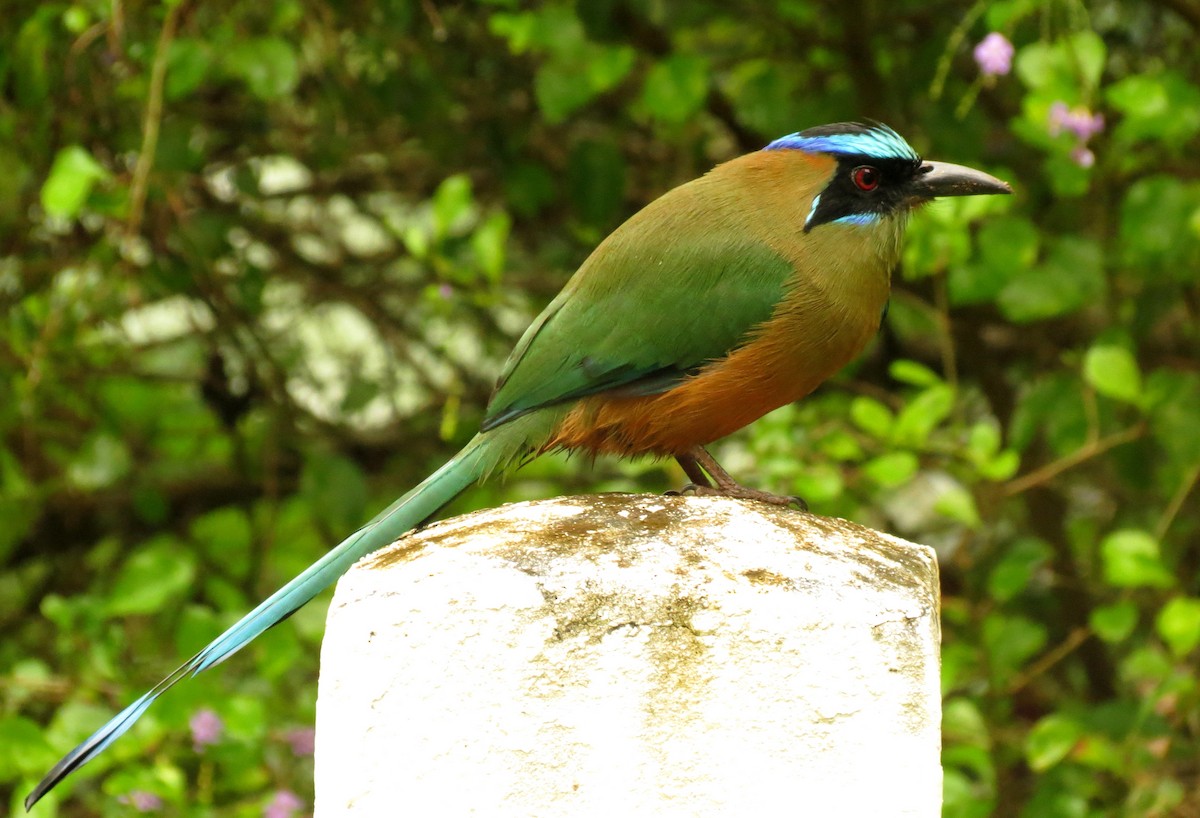 Whooping Motmot - Peter Blancher